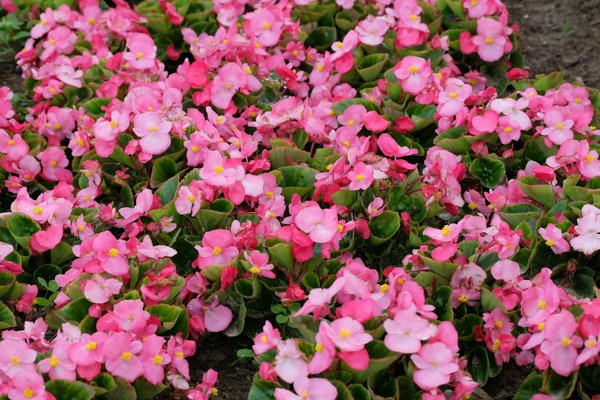 Embauchez un jardinier paysagiste et transformez votre espace extérieur