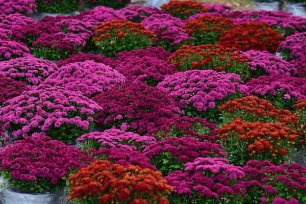 Rénovation du cuir : comment cela se déroule ?